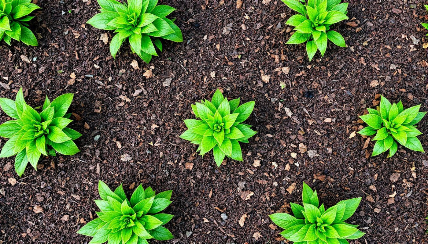 Comment le mulching transforme-t-il votre jardinage quotidien ?